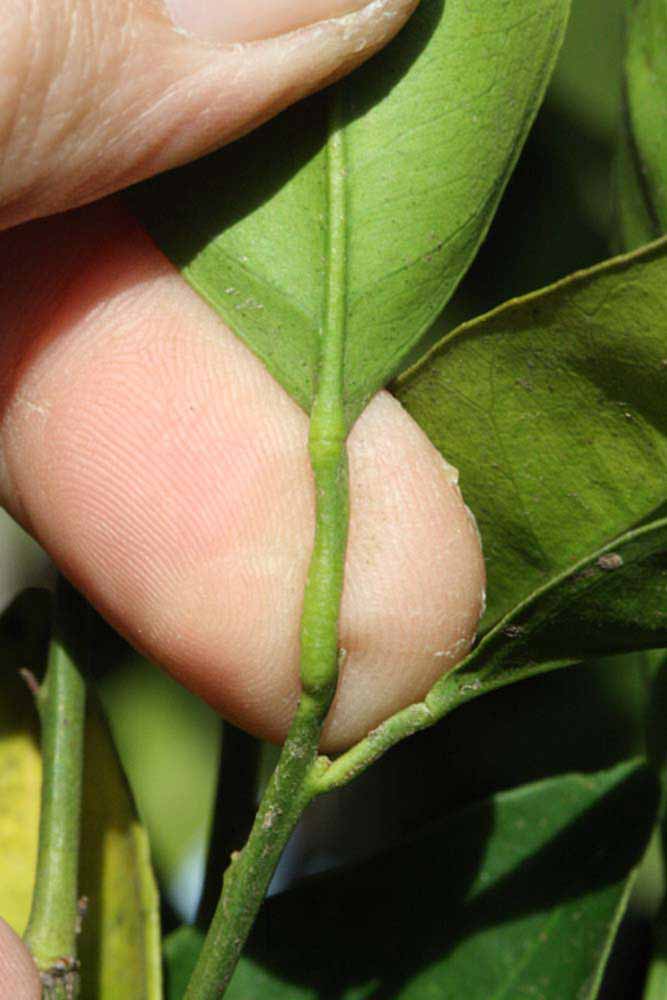              Petiole (Riverside, CA)       